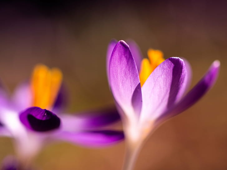 ภาพถ่ายโฟกัสที่เลือกของดอกไม้กลีบสีม่วงลางสังหรณ์ของฤดูใบไม้ผลิโฟกัสที่เลือกภาพถ่ายสีม่วง Blumen สวนดอกไม้ Licht โบเก้บลูฟาร์เบนสีแสงไลล่า Krokus Frühlingธรรมชาติพืชดอกไม้กลีบดอก ระยะใกล้, หัวดอกไม้, ความงามในธรรมชาติ, สีชมพู, วอลล์เปเปอร์ HD