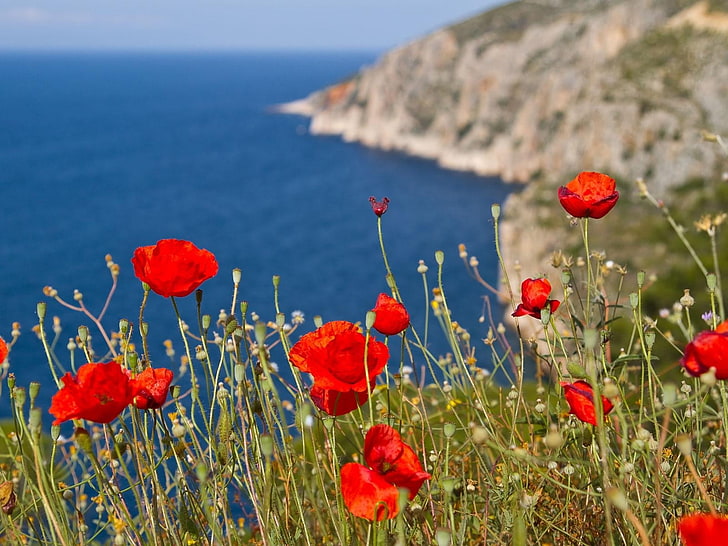 붉은 꽃 식물, 양 귀 비, 언덕, 산, 바다, HD 배경 화면