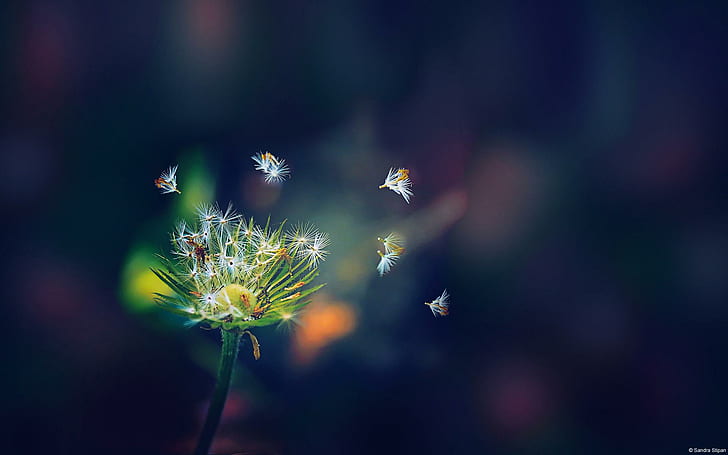Dandelion Flies, white dandelion, dandelion, flies, HD wallpaper