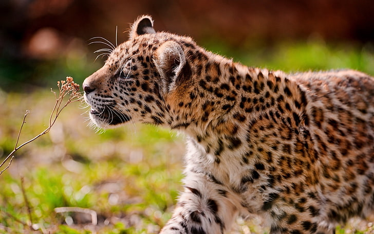 brązowy i czarny lampart, jaguar, młode, oczy, trawa, spacer, Tapety HD