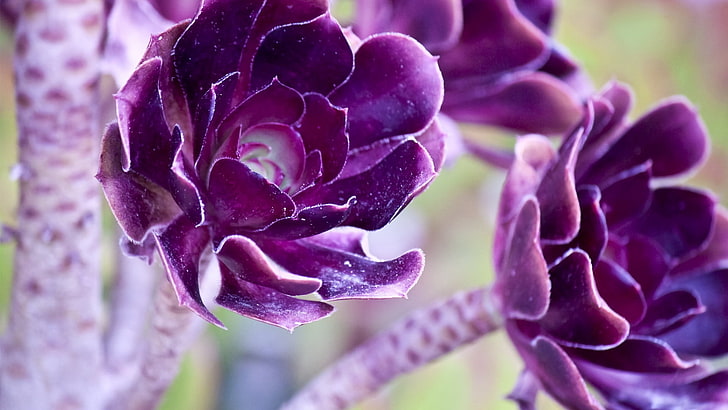dos flores púrpuras, flores, púrpura, planta, Fondo de pantalla HD