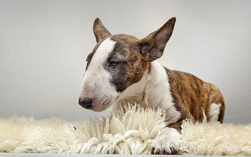 Bull Terrier, brindle bull terrier, djur, 1920x1200, bull terrier, HD tapet HD wallpaper