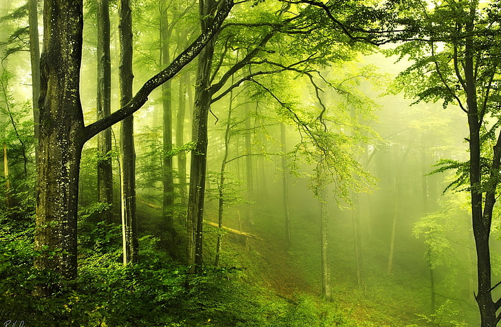 Красива зелена гора, зелени листни дървета, природа, гори, красива, зелена, гора, HD тапет