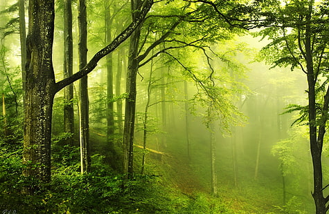 ป่าสีเขียวที่สวยงาม, ต้นไม้ใบสีเขียว, ธรรมชาติ, ป่า, สวยงาม, สีเขียว, ป่า, วอลล์เปเปอร์ HD HD wallpaper