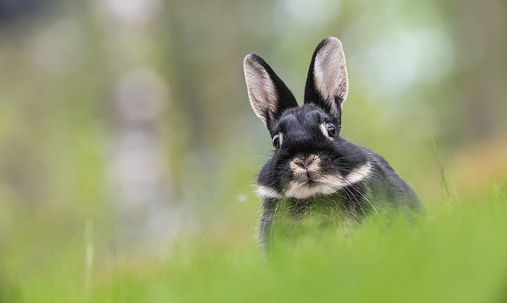 Bunny ears, bunny ears, muzzle, HD wallpaper