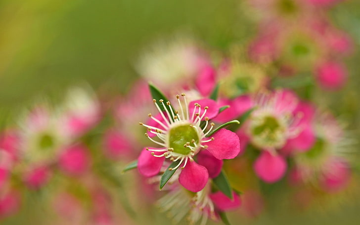 ดอกไม้คลัสเตอร์สีชมพูและสีขาวดอกไม้บานฤดูใบไม้ผลิกลีบดอกสีชมพู, วอลล์เปเปอร์ HD