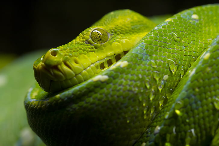 макро фотография на змия Viper, леко, струйка, макро фотография, Viper, змия, влечуго, зелен, Осло, Норвегия, Animal Planet, животно, природа, дивата природа, зелен цвят, месоядно животно, HD тапет