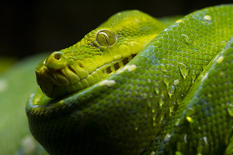 макро фотография на змия Viper, леко, струйка, макро фотография, Viper, змия, влечуго, зелен, Осло, Норвегия, Animal Planet, животно, природа, дивата природа, зелен цвят, месоядно животно, HD тапет HD wallpaper