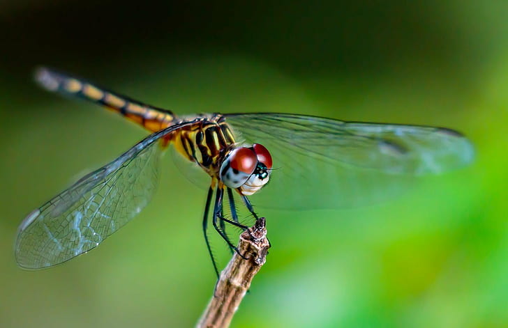 macro photography of dragonfly, Dragonfly, Eye, macro photography, bugs, insect, animal, nature, animal Wing, close-up, macro, wildlife, HD wallpaper