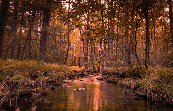 Gewässer, Landschaft, Wald, Fluss, HD-Hintergrundbild