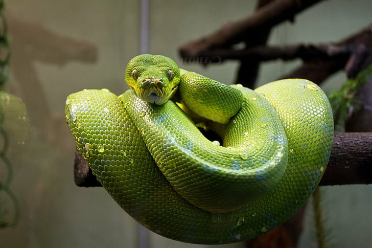 Reptiles, Python, Animal, Green, Reptile, Snake, Tree Python, HD wallpaper