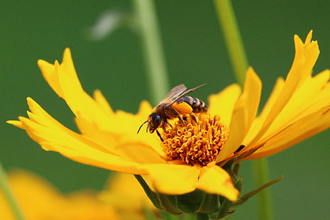 Пчела на слънчоглед, Пчела, слънчоглед, Флора, Фауна, Природа, Цвете, Лято, Насекомо, Макро, Жълто, едър план, пчела, цветен прашец, опрашване, животно, растение, мед, пролет, HD тапет HD wallpaper