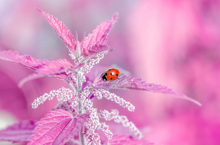 Ladybug on pink leaf plant, Wild, imagination, Ladybug, leaf, Belgium, Nature, Macro, Plant, Photography, Colorful, insect, beetle, close-up, red, summer, animal, springtime, beauty In Nature, green Color, flower, grass, HD wallpaper