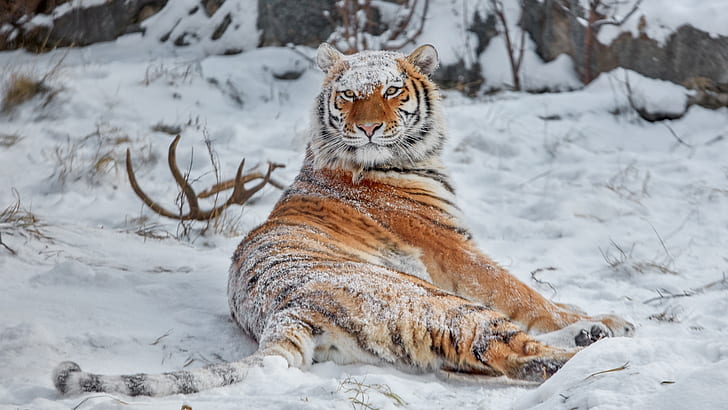シベリアトラ、トラ、雪に覆われた、雪、動物、大きな猫、冬、自然、 HDデスクトップの壁紙