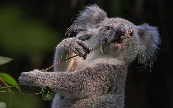 gray koala, koala, branch, animal, HD wallpaper