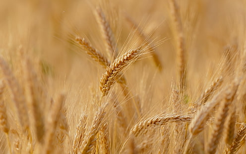 пшенично растение, пшеница, поле, макро, фон, широкоекранен, тапет, ръж, колоски, уши, шип, цял екран, HD тапети, цял екран, HD тапет HD wallpaper