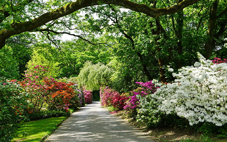 white petaled flowers, greens, trees, flowers, Park, Germany, track, alley, the bushes, rhododendron, Grugapark Essen, HD wallpaper