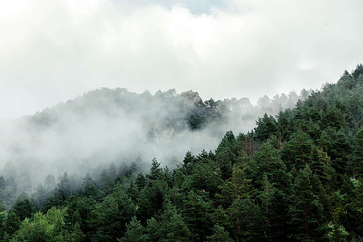 andorra, cloud, fog, forest, green, mountains, pyrenees, shower, trees, HD wallpaper