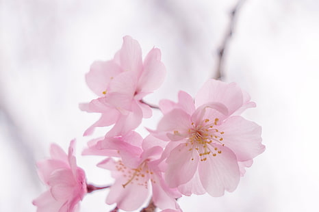 фотография с плитък фокус на бяло оцветено цвете, природа, розово Цвят, растение, цвете, венчелистче, цвете Глава, едър план, свежест, цвят, пролет, красота В природата, клон, бяло, HD тапет HD wallpaper