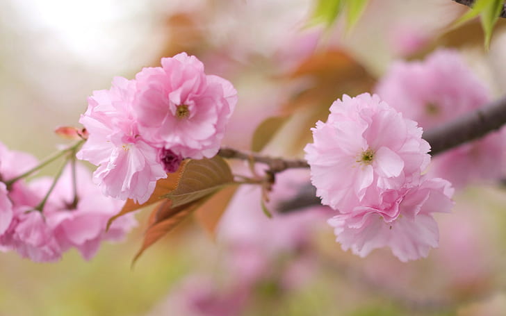 almond blossoms, flowers, HD wallpaper