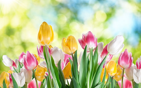 Tulip flower close-up, white, yellow, purple flowers, blurred background, Tulip, Flower, White, Yellow, Purple, Flowers, Blurred, Background, HD wallpaper HD wallpaper