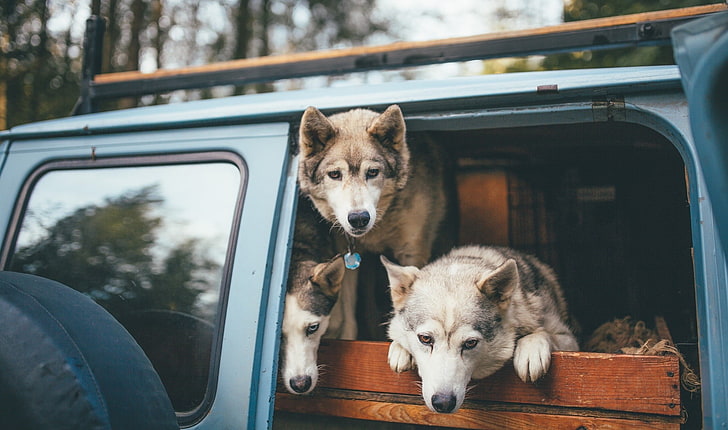 Drei braune Siberian Huskies, Tiere, Bokeh, Holz, Wolf, Van, HD-Hintergrundbild