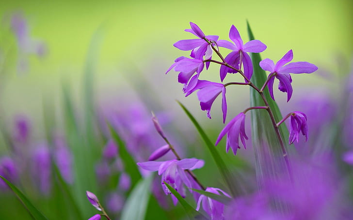 Flores de bletilla púrpura, fondo borroso, púrpura, Bletilla, flores, borrosa, fondo, Fondo de pantalla HD