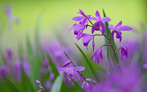 Purple bletilla flowers, blurred background, Purple, Bletilla, Flowers, Blurred, Background, HD wallpaper HD wallpaper