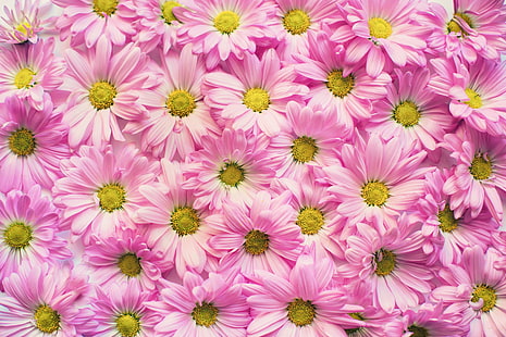 фон, цветы, розовые, ромашки, фон, HD обои HD wallpaper