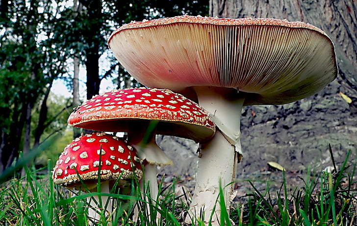 красный гриб между двумя большими и маленькими грибами на зеленых травах возле дерева, мухомор, ядовитые, маленькие, зеленые, травы, дерево, красный, грибки, грибы, Panasonic, DMC, FZ20, Public Domain, посвящение, CC0, геотегированный,flickr, любовник, фотографии, грибок, природа, лес, осень, токсичное вещество, поганка, крупный план, HD обои