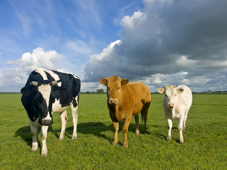 3つの白、黒と茶色の牛、牛、農場、牛、白、黒と茶色、一般的なサービス、クライアント、カントリースタイル、イギリス、3つの3、fgs、植物のレンタル、牛、農業、草、田園風景、草原、牛、牧草地、家畜、動物、自然、フィールド、放牧、夏、屋外、緑色、酪農場、哺乳類、 HDデスクトップの壁紙