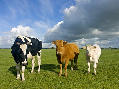 three white, black and brown cows, cows, Farm, Cows, white, black and brown, general services, clients, country style, england, 3  three, fgs, plant hire, cow, agriculture, grass, rural Scene, meadow, cattle, pasture, livestock, animal, nature, field, grazing, summer, outdoors, green Color, dairy Farm, mammal, HD wallpaper HD wallpaper