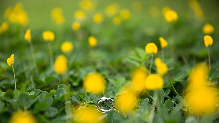 anello, fiore, anelli, flora, fiore di campo, pianta, campo, prato, erba, primavera, macrofotografia, Sfondo HD