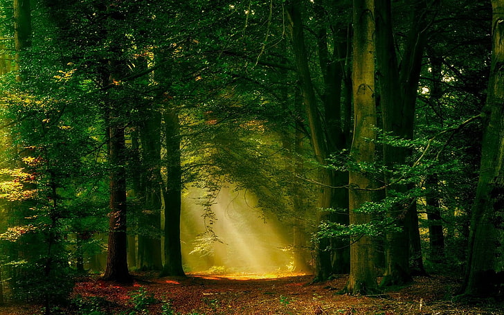 sun rays, forest, nature, path, trees, landscape, mist, HD wallpaper