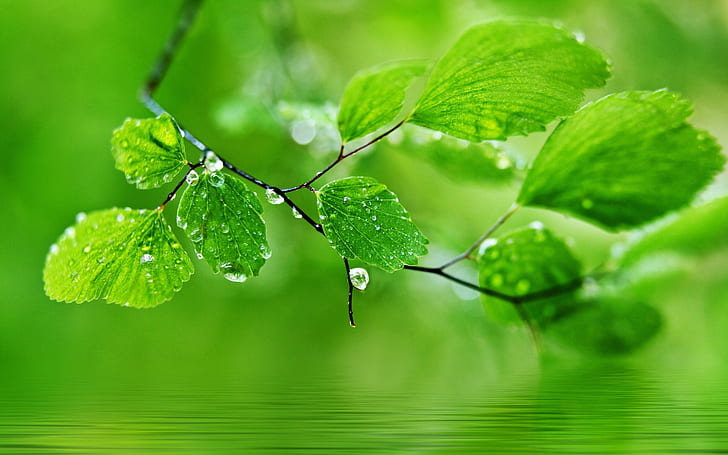 Grön tema bakgrund, droppar vatten på bladen, grön, tema, bakgrund, droppar, vatten, löv, HD tapet