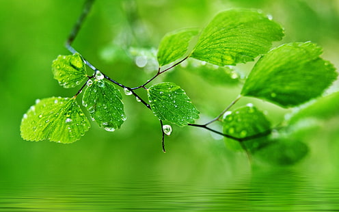 緑のテーマの背景、葉に水滴、緑、テーマ、背景、滴、水、葉、 HDデスクトップの壁紙 HD wallpaper