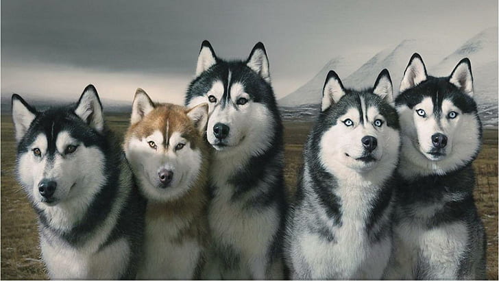 Стая сибирских хаски, группа аляскинских хаски, стая, волки, собаки, сибирские хаски, животные, HD обои