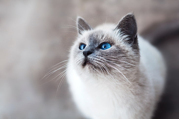 white and gray cat, cat, blue-eyed, look, HD wallpaper