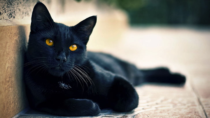 черная кошка для широкоформатных, HD обои