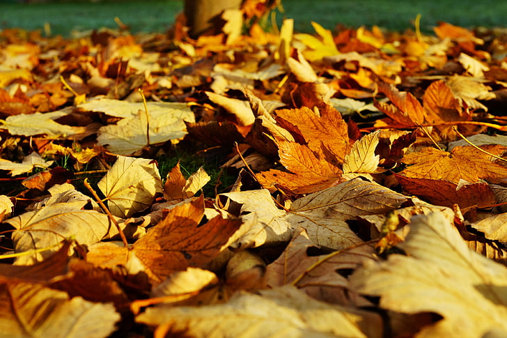 autumn, depth of field, dry, fall, fall foliage, ground, leaves, HD wallpaper