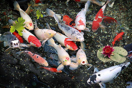school of Koi fish, fish, nature, Lily, HD wallpaper HD wallpaper