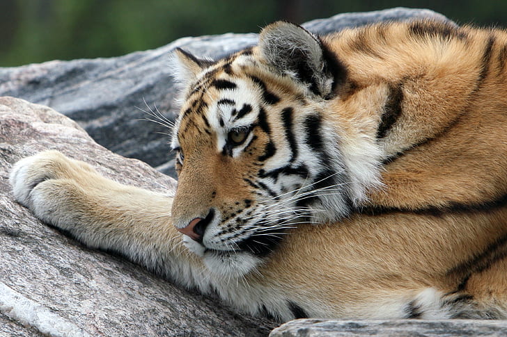 Tygrys spoczywa na kamieniu, tygrys amurski, kot, tygrys, kamień, odpoczynek, pysk, Tapety HD