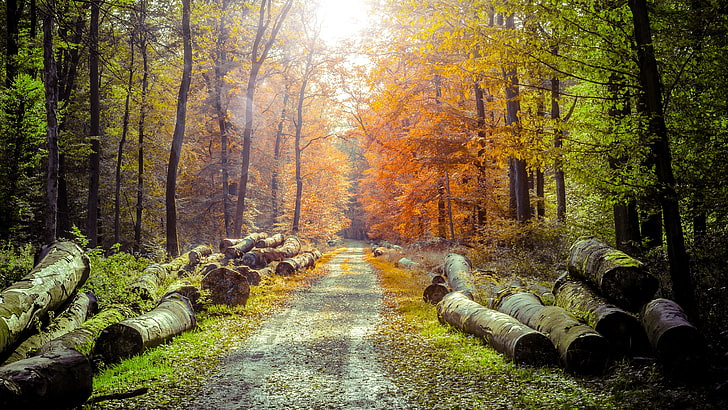 yellow and green leafed trees, photo of forest, spring, forest, wood, path, sunlight, photo manipulation, nature, landscape, log, lens flare, dirt road, HD wallpaper