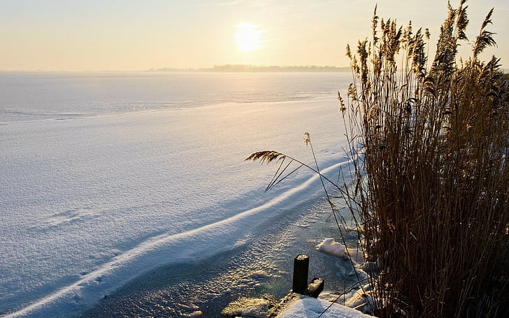 Winter, Lake, Snow, Cover, Bushes, Coast, Dream, HD wallpaper