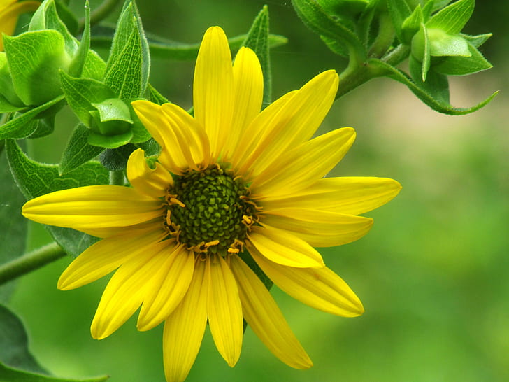 黄色の花びらの花、ひまわり、ひまわり、ひまわり、写真、黄色、花、自然、テキサス州オースティン、野生の花、マクロ、MacroPhotography、植物、夏、花びら、クローズアップ、緑色の写真、 HDデスクトップの壁紙