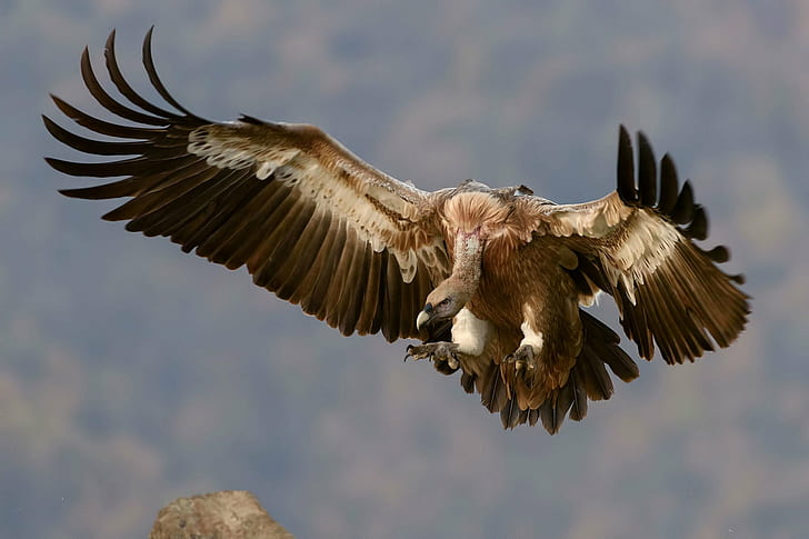 eagle, Flight, sky, Vulture, HD wallpaper