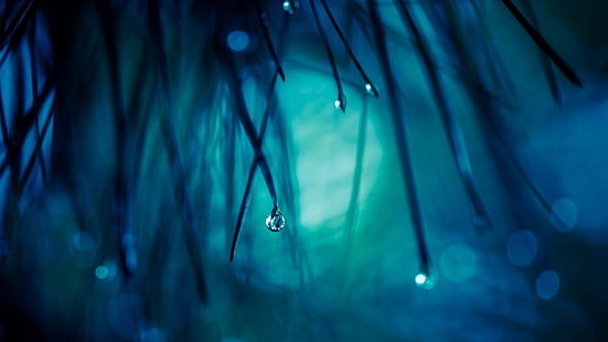 قطرات الندى ، التصوير بالتركيز الضحل للمياه ، الطبيعة ، قطرات الماء ، الماكرو ، الخلفية الزرقاء ، النباتات، خلفية HD HD wallpaper