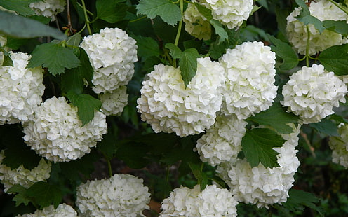 Hortensias blancs, fleurs pétales blanches, fleurs, 2560x1600, hortensias, Fond d'écran HD HD wallpaper