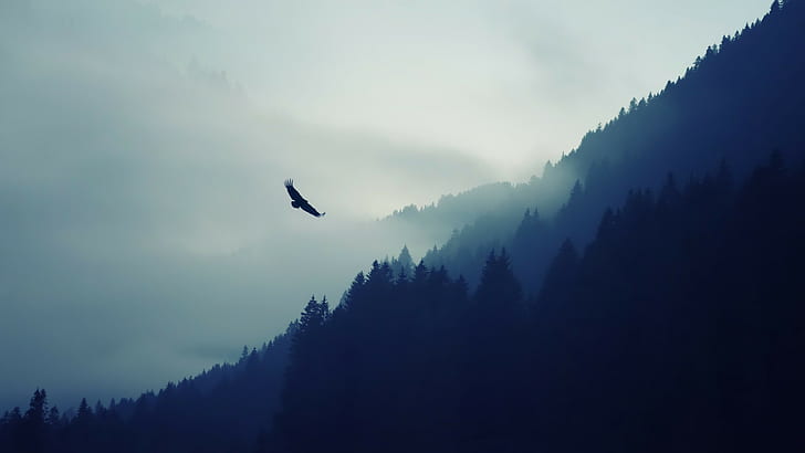 eagle, forest, mist, Mountain Pass, HD wallpaper