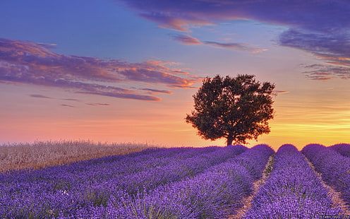 English lavender ground-Windows Theme Wallpaper, HD wallpaper HD wallpaper